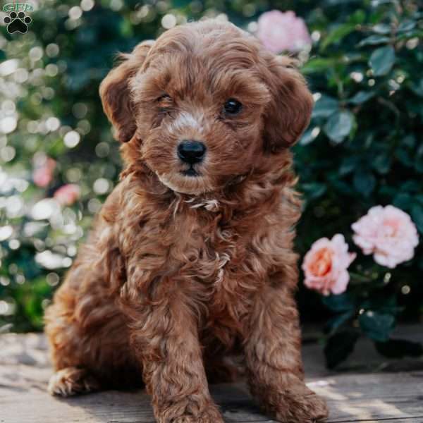 Flora, Goldendoodle Puppy